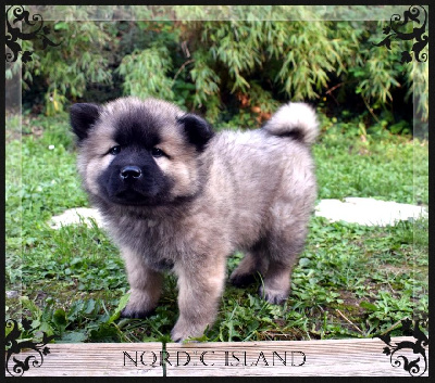 Les chiots de Eurasier