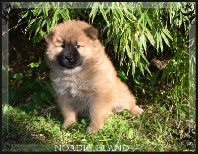 Les chiots de Eurasier
