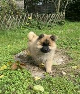 Les chiots de Eurasier
