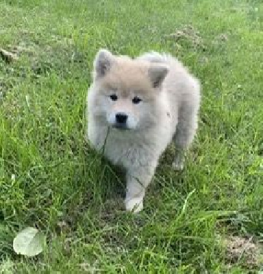 Les chiots de Eurasier