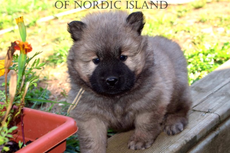 Eurasier - of Nordic Island