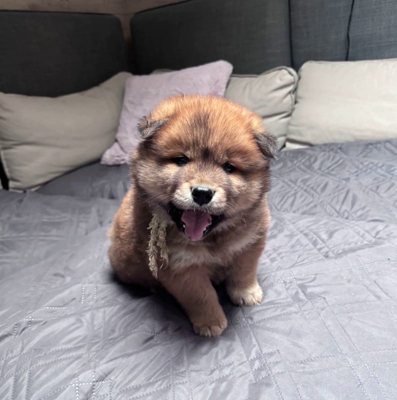 Eurasier - of Nordic Island