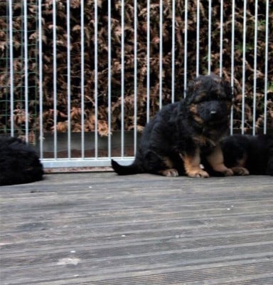 Les chiots de Berger Allemand