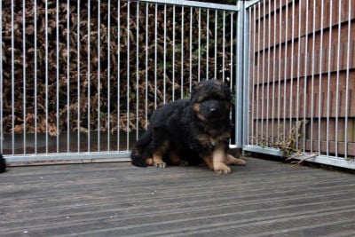 Les chiots de Berger Allemand