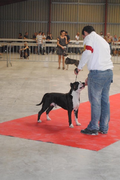 Lux king of ring's - 1er open class + best male