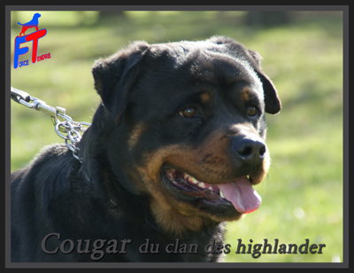 Publication : des Molosses Angéliques