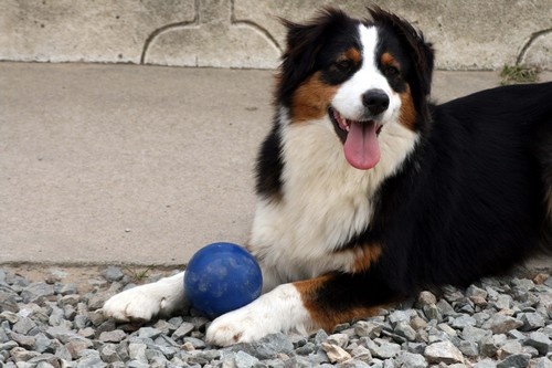 Publication : de l'Attrapeur de rêves