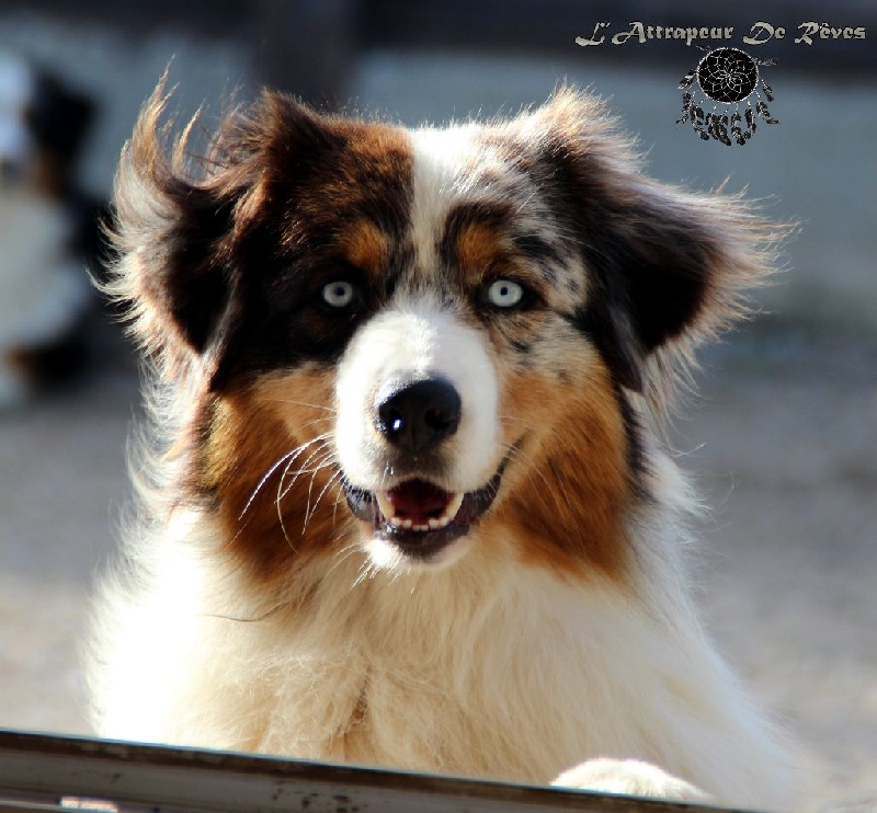 Publication : de l'Attrapeur de rêves