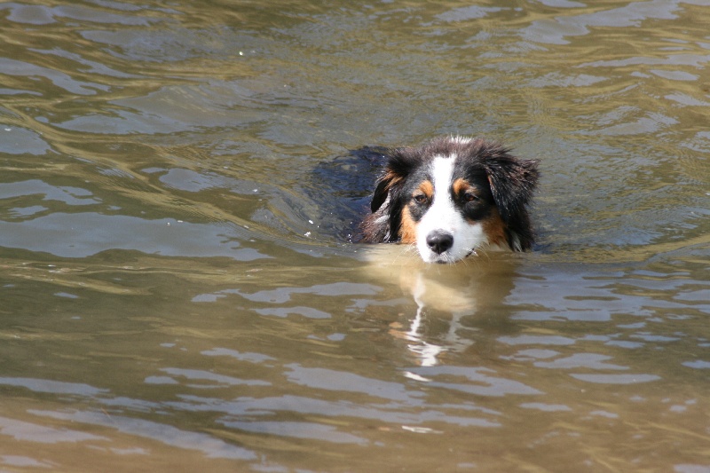 Publication : de l'Attrapeur de rêves