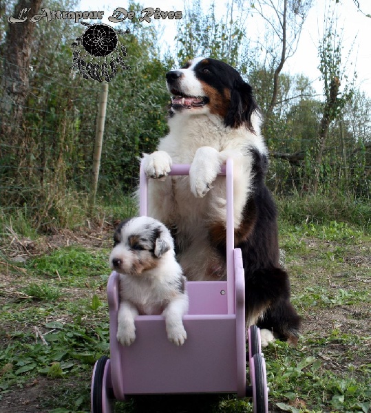 Publication : de l'Attrapeur de rêves