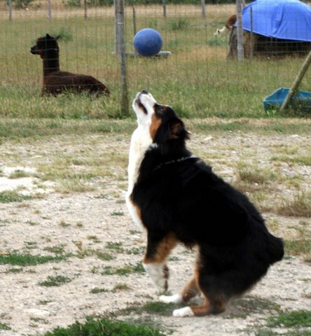 Publication : de l'Attrapeur de rêves