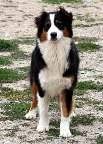 Publication : de l'Attrapeur de rêves