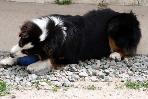 Publication : de l'Attrapeur de rêves