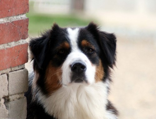 Publication : de l'Attrapeur de rêves