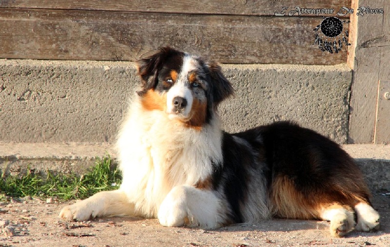 Publication : de l'Attrapeur de rêves