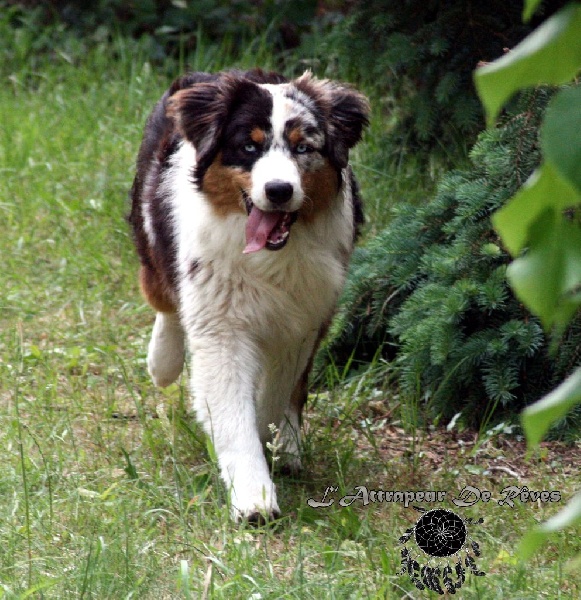 Publication : de l'Attrapeur de rêves