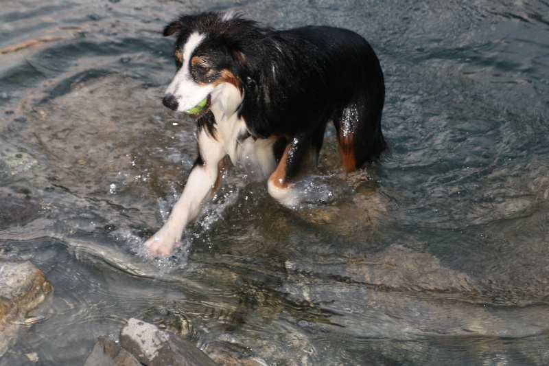 Publication : de l'Attrapeur de rêves