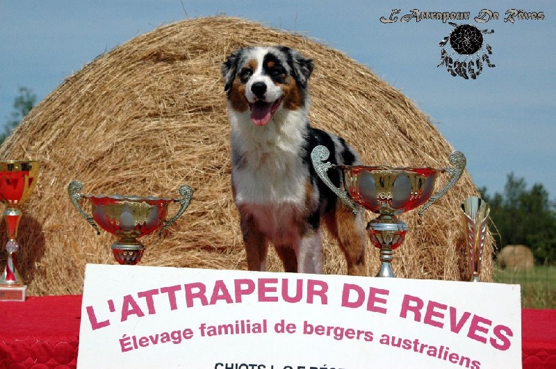 Publication : de l'Attrapeur de rêves