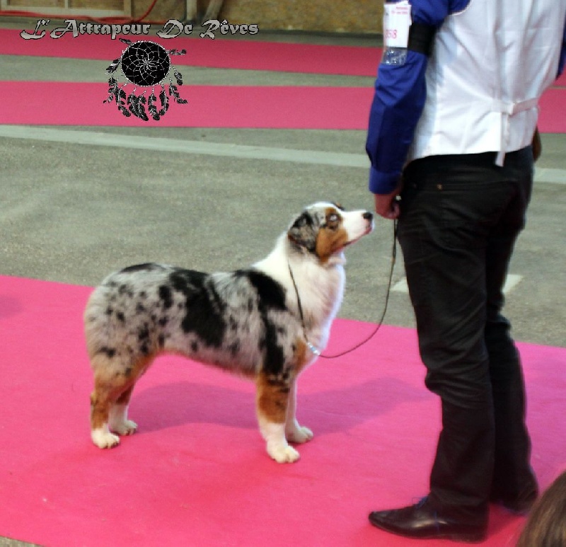 Publication : de l'Attrapeur de rêves