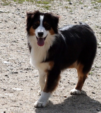 Publication : de l'Attrapeur de rêves