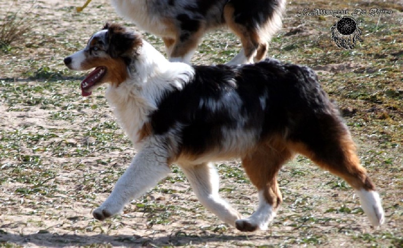 Publication : de l'Attrapeur de rêves