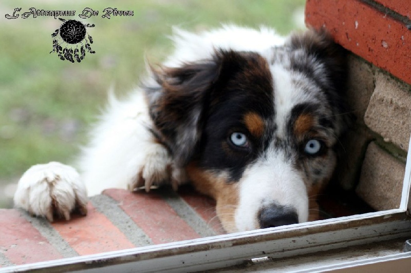 Publication : de l'Attrapeur de rêves