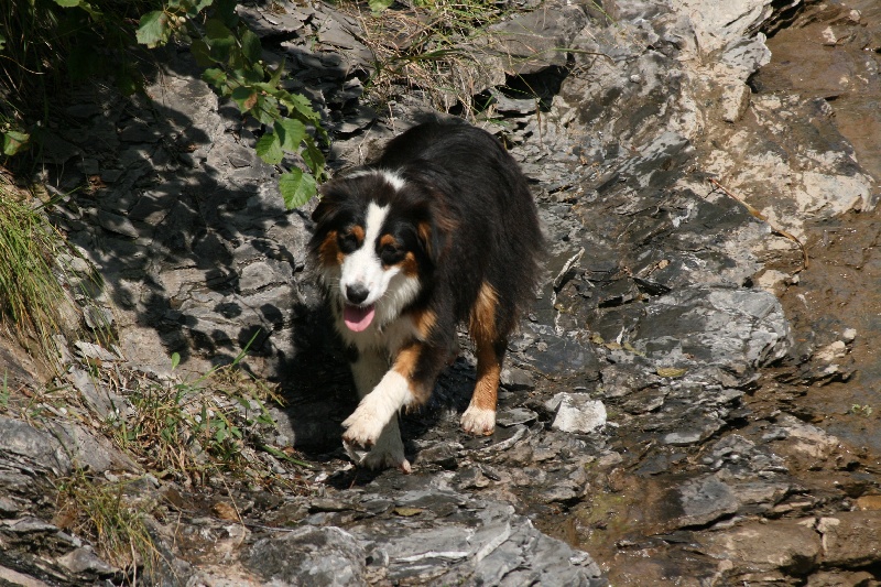Publication : de l'Attrapeur de rêves