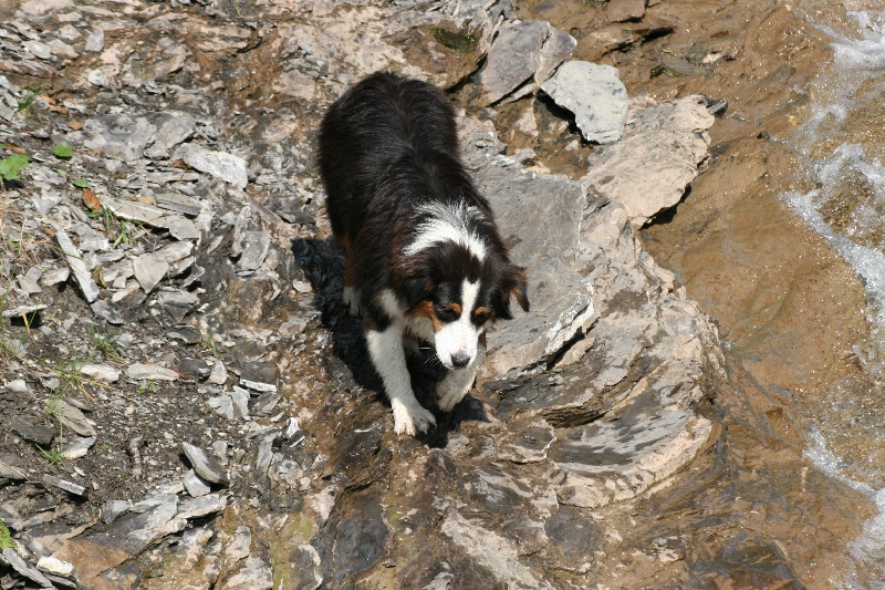Publication : de l'Attrapeur de rêves