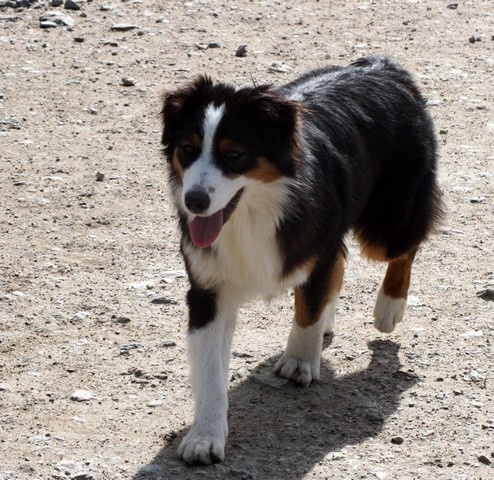 Publication : de l'Attrapeur de rêves