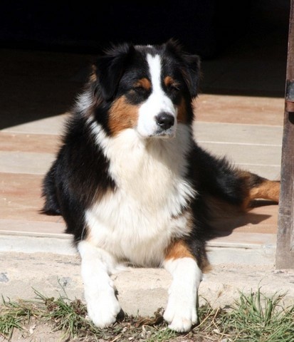 Publication : de l'Attrapeur de rêves