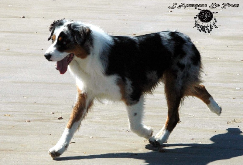 Publication : de l'Attrapeur de rêves