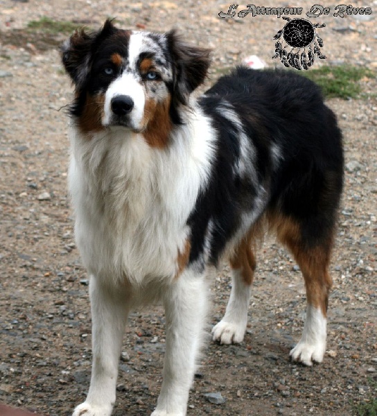 Publication : de l'Attrapeur de rêves