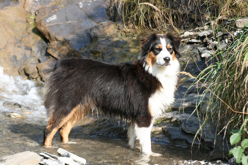 Publication : de l'Attrapeur de rêves