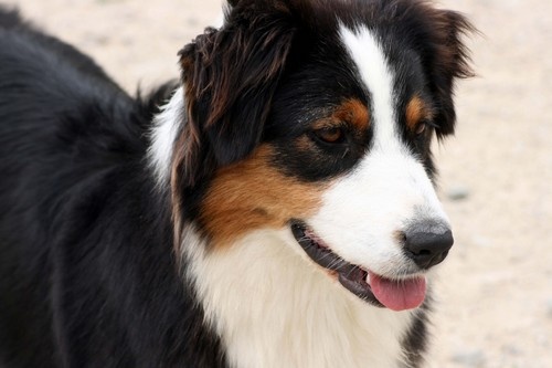 Publication : de l'Attrapeur de rêves