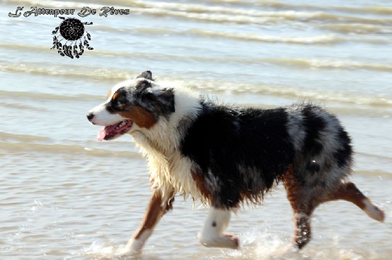 Publication : de l'Attrapeur de rêves