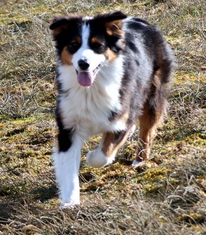 Publication : de l'Attrapeur de rêves