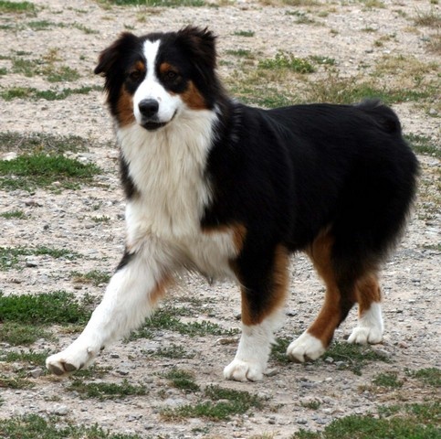 Publication : de l'Attrapeur de rêves