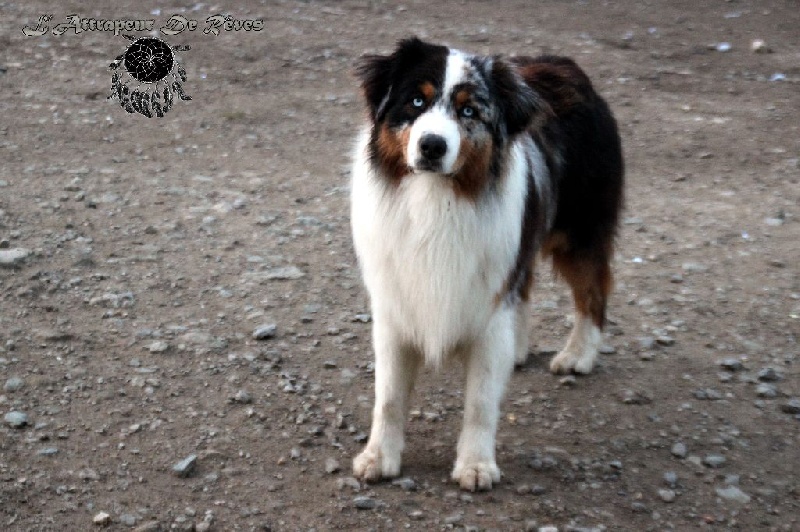 Publication : de l'Attrapeur de rêves