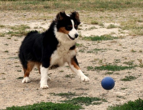 Publication : de l'Attrapeur de rêves