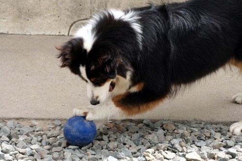 Publication : de l'Attrapeur de rêves