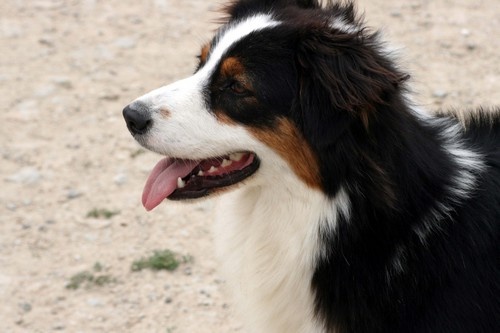 Publication : de l'Attrapeur de rêves