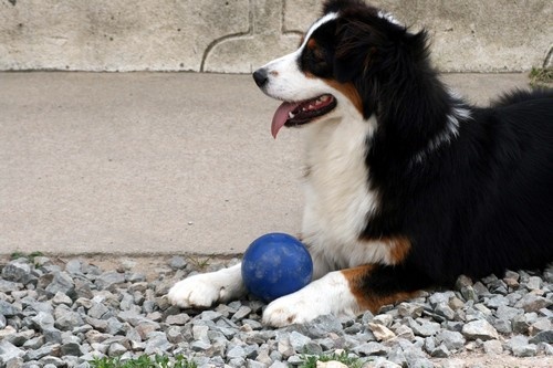 Publication : de l'Attrapeur de rêves