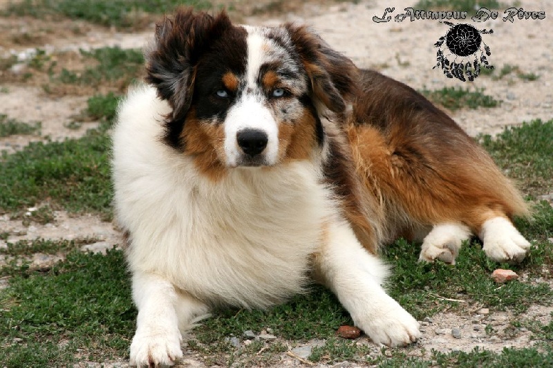 Publication : de l'Attrapeur de rêves