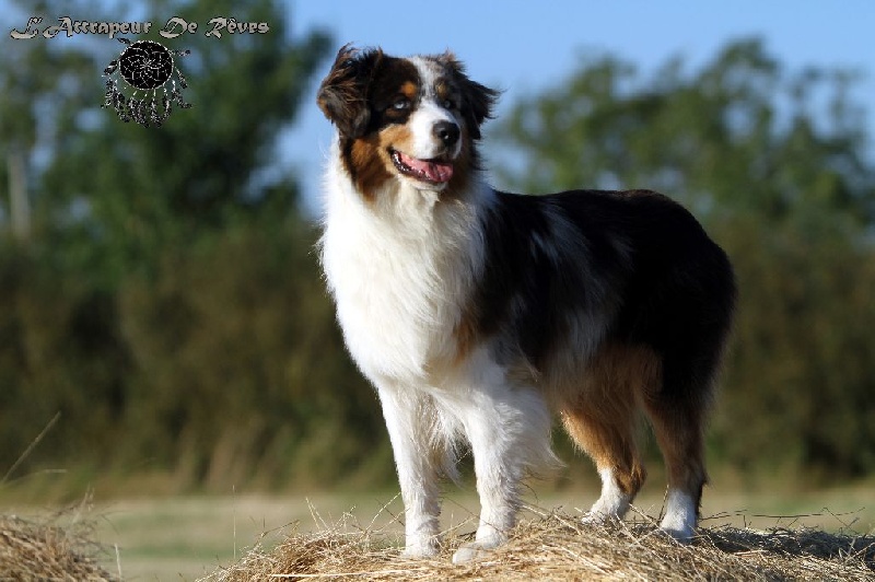 Publication : de l'Attrapeur de rêves