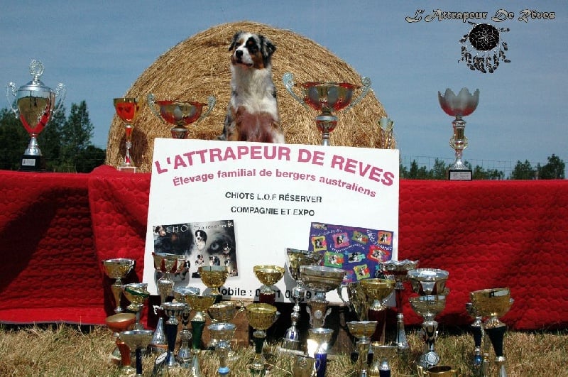 Publication : de l'Attrapeur de rêves