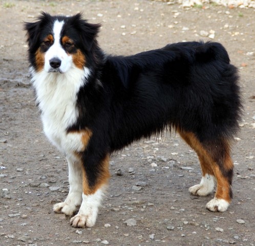 Publication : de l'Attrapeur de rêves