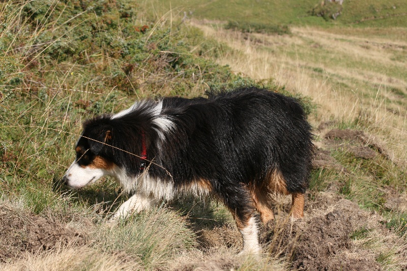 Publication : de l'Attrapeur de rêves