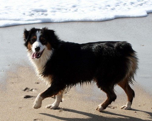 Publication : de l'Attrapeur de rêves