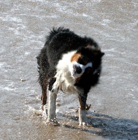 Publication : de l'Attrapeur de rêves