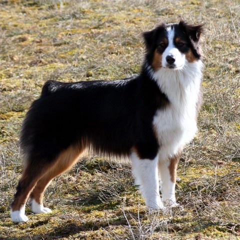 Publication : de l'Attrapeur de rêves